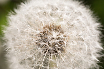 Wall Mural - Dandelion close up. Flower background