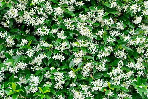 Fotomural Wall of Chinese star jasmine flowers (Trachelospermum jasminoides) in bloom