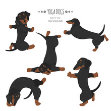 Yoga Dogs Poses And Exercises. Dachshund Clipart