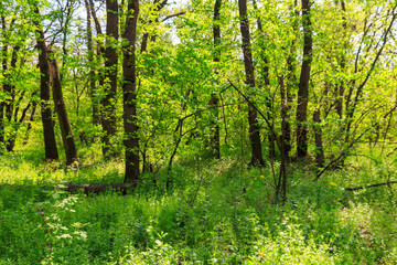 View of green forest at spring