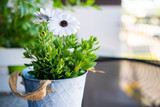 Osteospermum, stokrotka biała afrykańska na parapecie