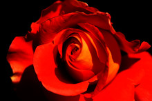 Una Sola Rosa Grande En Color Rojo Con Fondo Oscuro