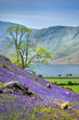 Blue Bells at Rannerdale with Crummock Water in the background and is well known for its display of blue bells in spring flowering in the open rather than wooded shade. . 