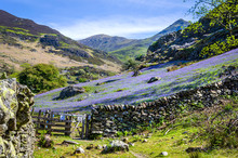 A View Of The Rannerdale Valley With The Spring Display Of Blue Bells Climbing The Hillside And Famed For Growing Out In The Open Rather That In Woodland Shade. Showing The Stone Wall And The Gate 