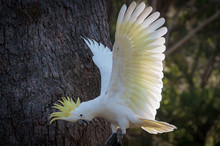 Wild Sulphur-crested Cockatoo Landing With Its White Wings In Full Wingspan
