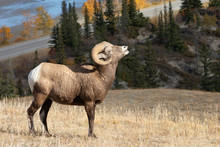 Big Horn Sheep In Jasper National Park, Alberta Canada	