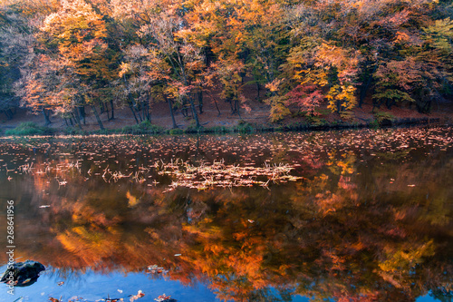 Autumn landscape of the forest on the shore of the lake