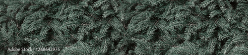 Panorama conifer evergreen spruce background.