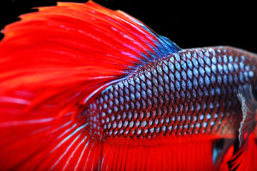 Wall Mural - close up of Siam betta fighting fish