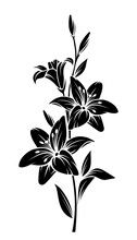 Vector Black Silhouette Of Lily Flowers.