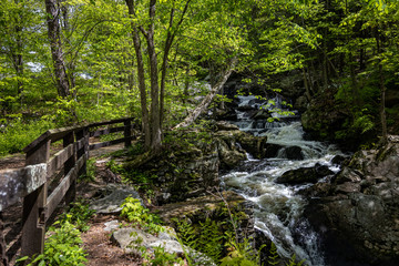 stream in forest