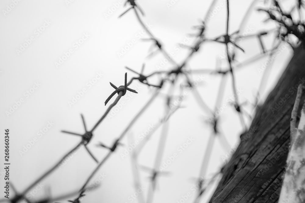 barbed wire on a background of blue sky - obrazy, fototapety, plakaty 