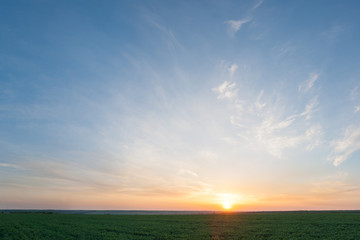 Wall Mural - Sunset over green wheat field