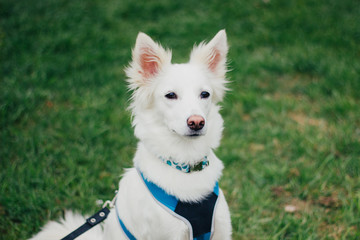 Close up portrait of white Swiss Shepherd in harness in grass. Cute purebred dog