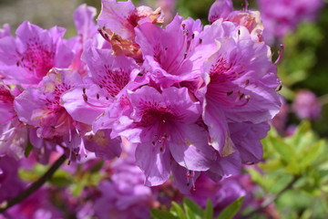 pink Rhododendrons