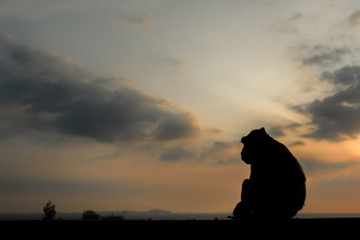 Wall Mural - Monkey silhouette with sunset sky