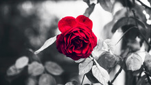 Classic Perfect Garden Red Rose And Thorns In Rain Highlighted With Black And White Conceptual