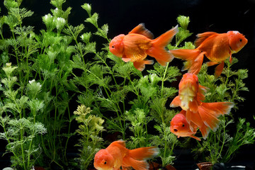 Wall Mural - Goldfish carassius auratus background aquatic plants