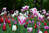 Fototapeta Tulipany - Close-up of a pink and white tulip and many others in the background. Flower field