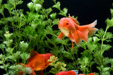 Goldfish carassius auratus background aquatic plants