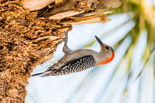 Red-bellied Woodpecker (Melanerpes Carolinus) Searching For Food On The Underside Of A Palm Tree On The Gulf Coast Of Florida, USA.
