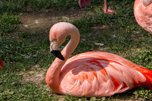 Red Flamingo With Long Neck On The Green Grass
