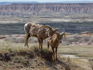 Wall Mural - Bighorn sheep, Badlands National Park, South Dakota