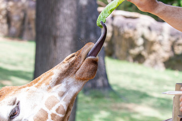 Poster - Giraffe