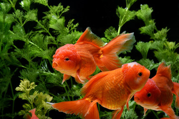 Wall Mural - Goldfish carassius auratus background aquatic plants