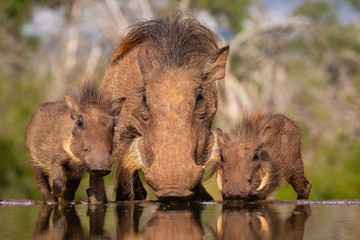 common warthog mother with two piglets drinking