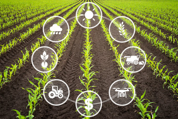 Smart efficient way of growing crops in agriculture. Cultivated field with modern technology concepts.