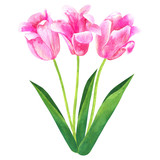 Fototapeta Tulipany - Bouquet of pink tulips. Hand drawn watercolor illustration. Isolated on white background.