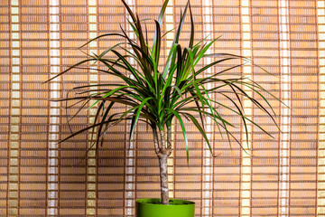 Dracaena marginata in a green pot, on the background of bamboo curtains.