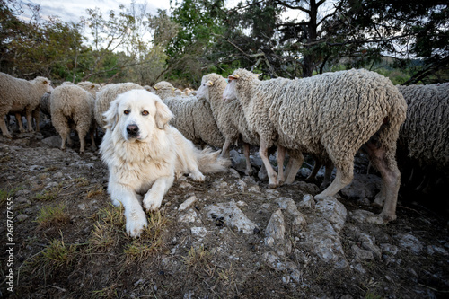 Un Gros Chien De Berger Blanc Couché Au Bord Dun Troupeau