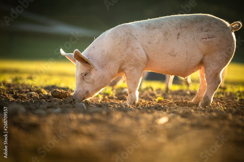 Fotografía Pigs eating on a meadow in an organic meat farm