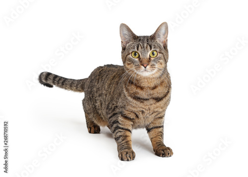 Cuadros en Lienzo Attentive Brown and Black Tabby Cat Over White