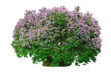 Blooming Lilac Bush