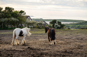 horses in field