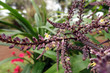 Keulenlilie  (Cordyline spec.) im Garten Antonio Borges