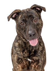 Wall Mural - Brindle Pit Bull Crossbreed Dog Happy Smiling