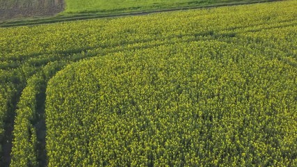 Sticker - 4k AERIAL footage with not heigh flight over blooming rape field in spring. 3840x2160, 30fps