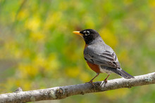 American Robin, Turdus Migratorius, Songbird Perched On A Branch With Yellow Forsythia Flowers In Background