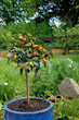 Kumquats vom Hochstamm ernten