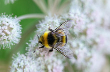 A Furry Striped Bumblebee Sits On A Poisonous White Flower Of A Water Hemlock On A Green Background. Textured Wings. Close Up, Top View, Macro. Poisonous Plant.