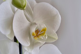 Fototapeta Storczyk - Biała orchidea
