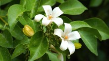 Closeup View Of Orange Jessamine Flower Moving In The Wind