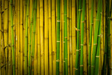 Fototapeta Sypialnia - Green and yellowish brown of bamboo wall