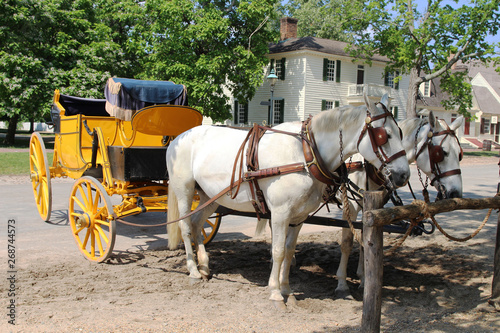 Cuadros en Lienzo Two white horses with a yellow carriage standing in the street of Colonial Willi