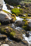 Fototapeta Łazienka - Creek with rusty-leaved alpenrose in mountains in spring