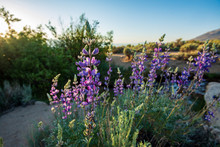 Purple Desert Wildflowers Blooming In Spring Landscape Sierra Nevada Mountains California